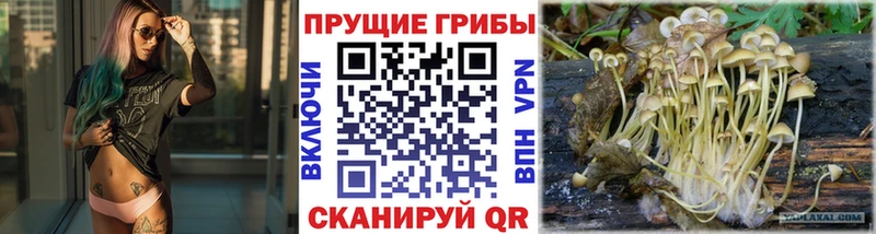 Галлюциногенные грибы Cubensis  Купить закладки  Котельниково 